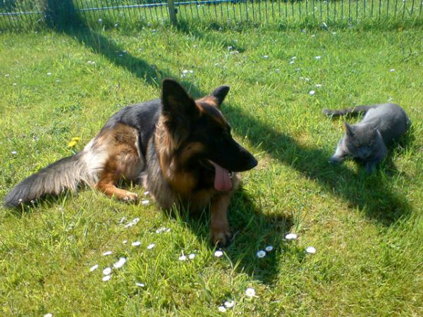 Speedy und seine Freundin Skiba.