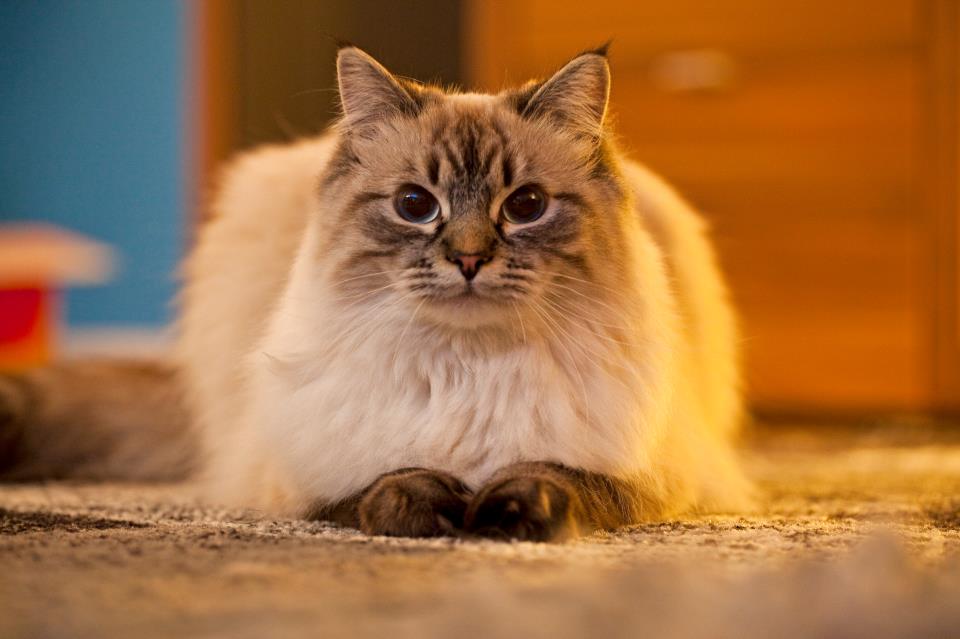 Sphinx... kann Mabel locker mithalten