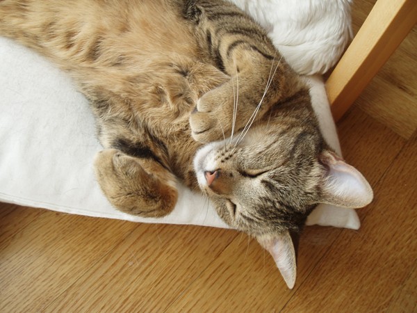 Spider mag's gemütlich :o)