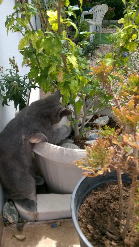 Spielen im und am Blumentopf