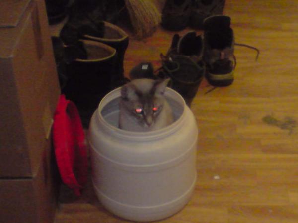 Spione bei der Arbeit (Agent J)