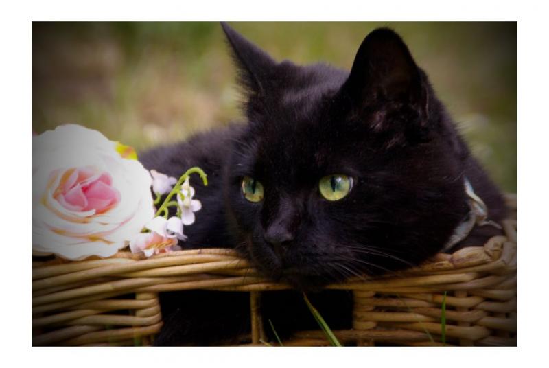 Sternkater Felidae mit 12