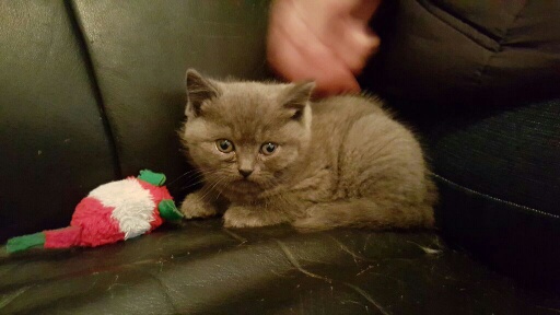 Streicheleinheiten sind beruhigend