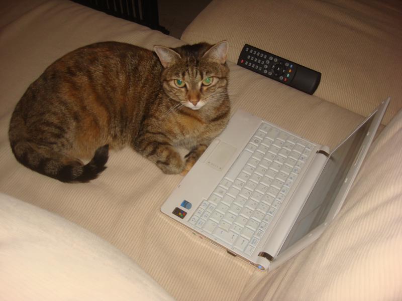 Süchtige! Sie schaut jeden Tag im Katzen Forum vorbei. :)