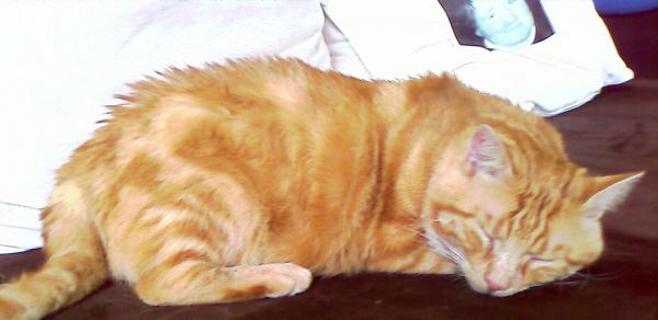 Süße Träume Dicker