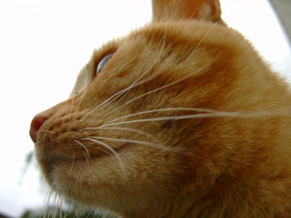 Sunny bei der Meditation