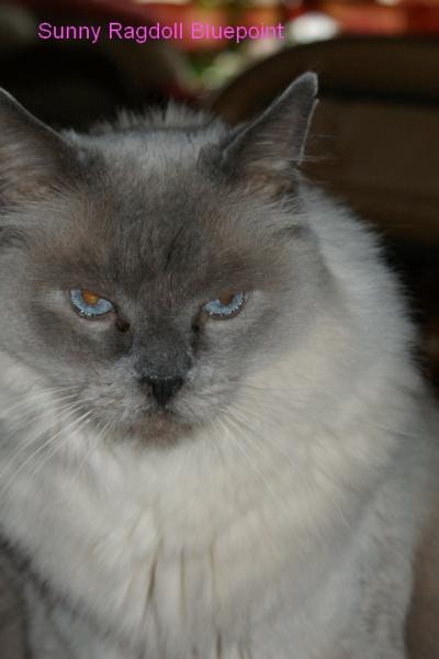 Sunny Portrait
Ragdoll bluepoint 14 Jahre alt unser Chef im Ring und ein Mensch. Er liebt es in der Sonne oder im Wasserbett zu liegen und möchte den ganzen Tag Leckerlis.
