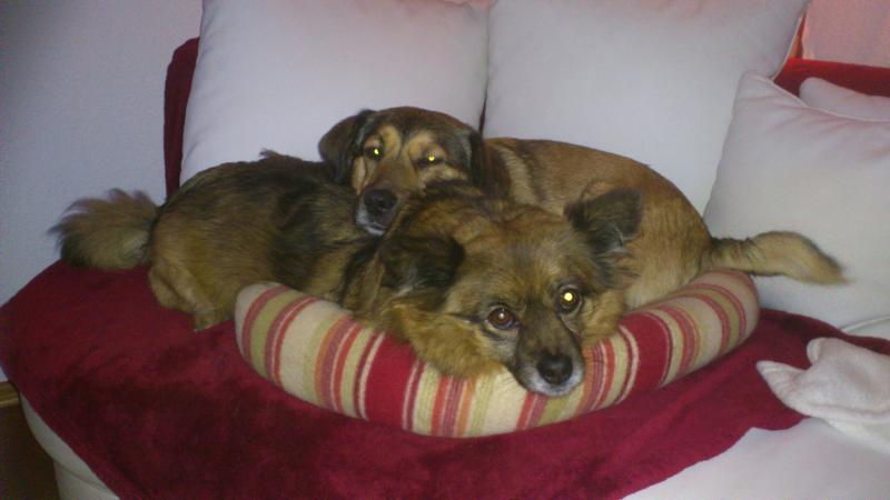 Sunny und Nele...auch hier muß die Liebe schön sein