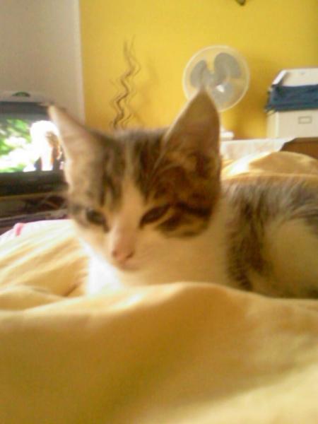 Susi genau wie ihre Mutter Kitty