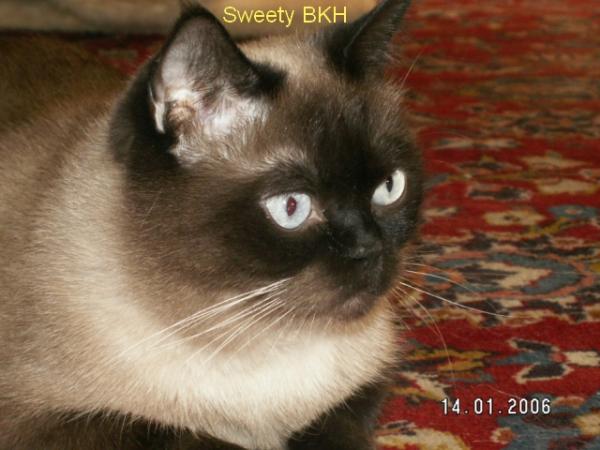 Sweety BKH
kleiner BKH-Kater gefunden. Keiner wollte ihn haben. Konnte nicht mehr richtig laufen, als wir ihn fanden. Ist sehr zurückhaltend. Sheela leckt ihm immer das Köpfchen und jagt ihn dann