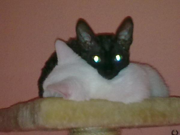 Szirah und Angel

Szirah ist eine Cornish Rex das ist die kleine schwarze