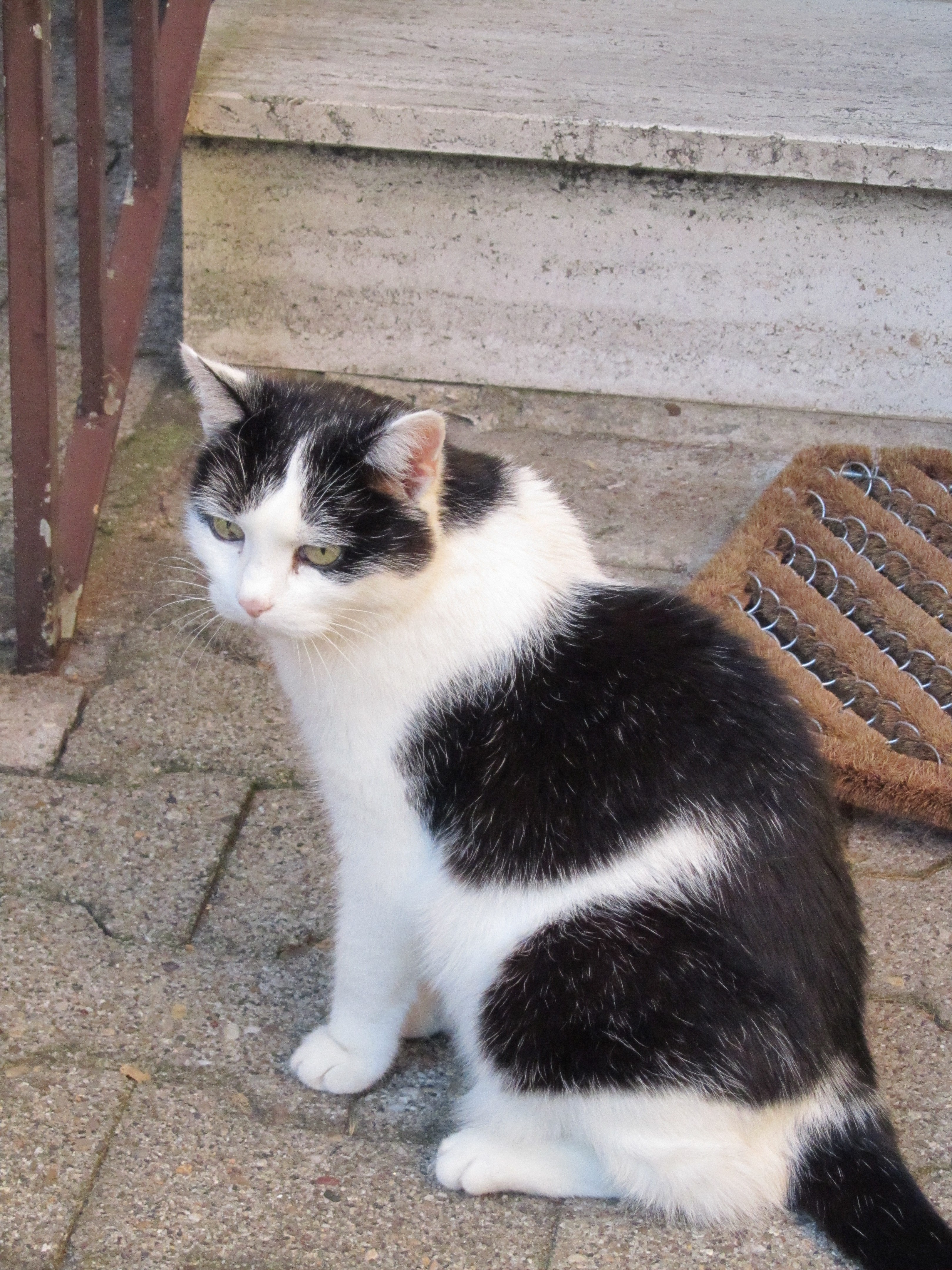 Tabsi-unser Sensibelchen