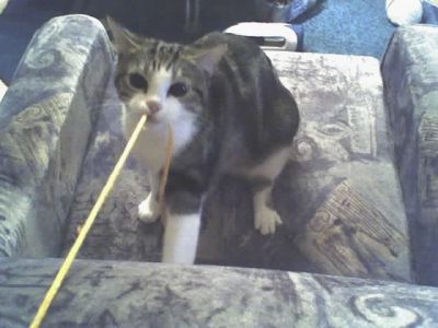 Tapsi Kampf-Terrier-Katze!