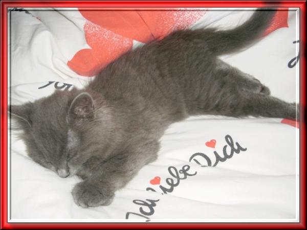 Tara-Sternchen als Kitten