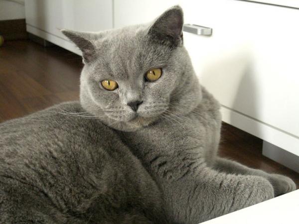 Taylor 12.12.2009 (Junge)
britisch Kurzhaar BLUE
kastriert

-hat beidseitiges HD!