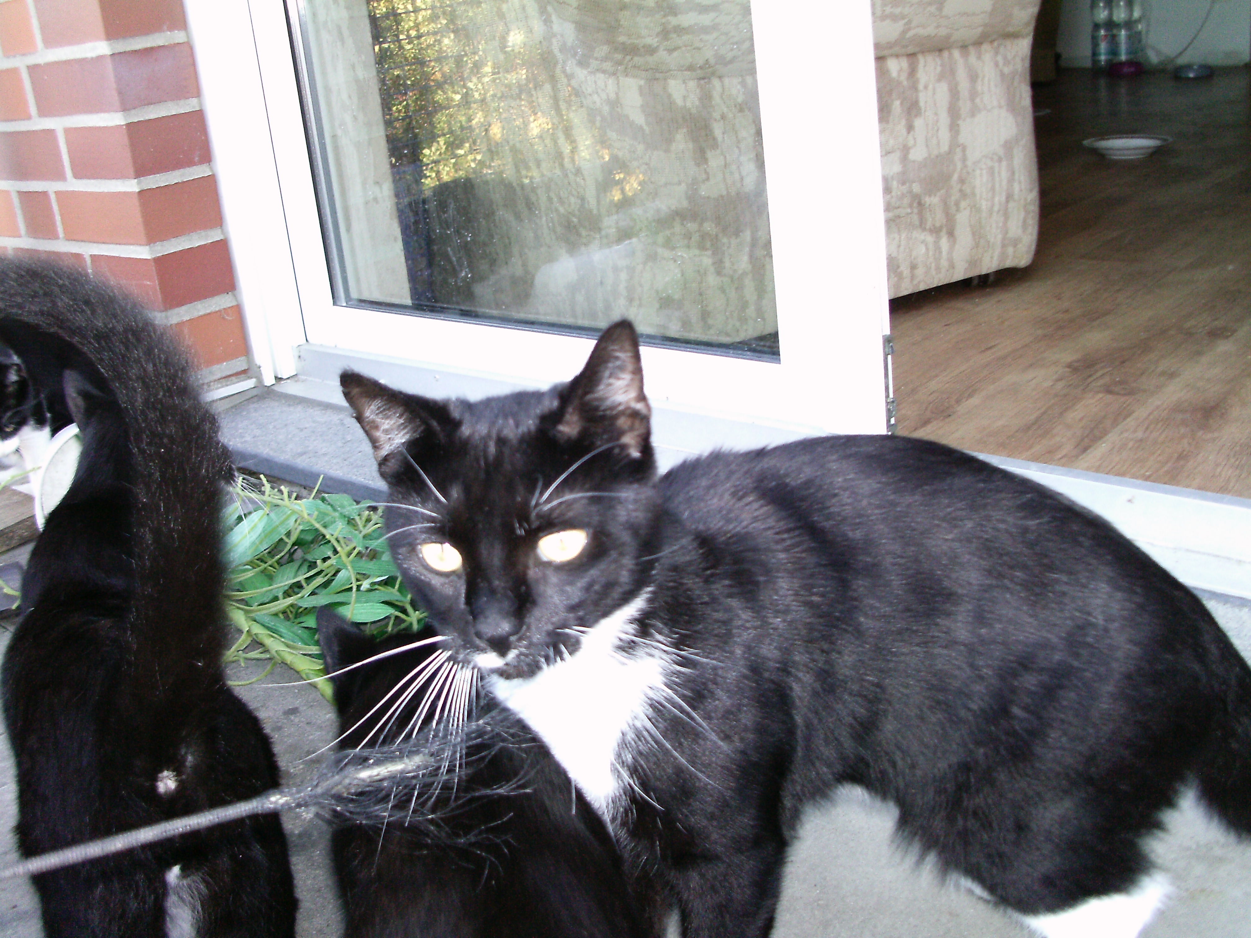 Teddy !! 7 facher Vater ! Total Lieb, und hat neuerdings ein "Schwanzproblem" , d.h. Haare fallen aus !