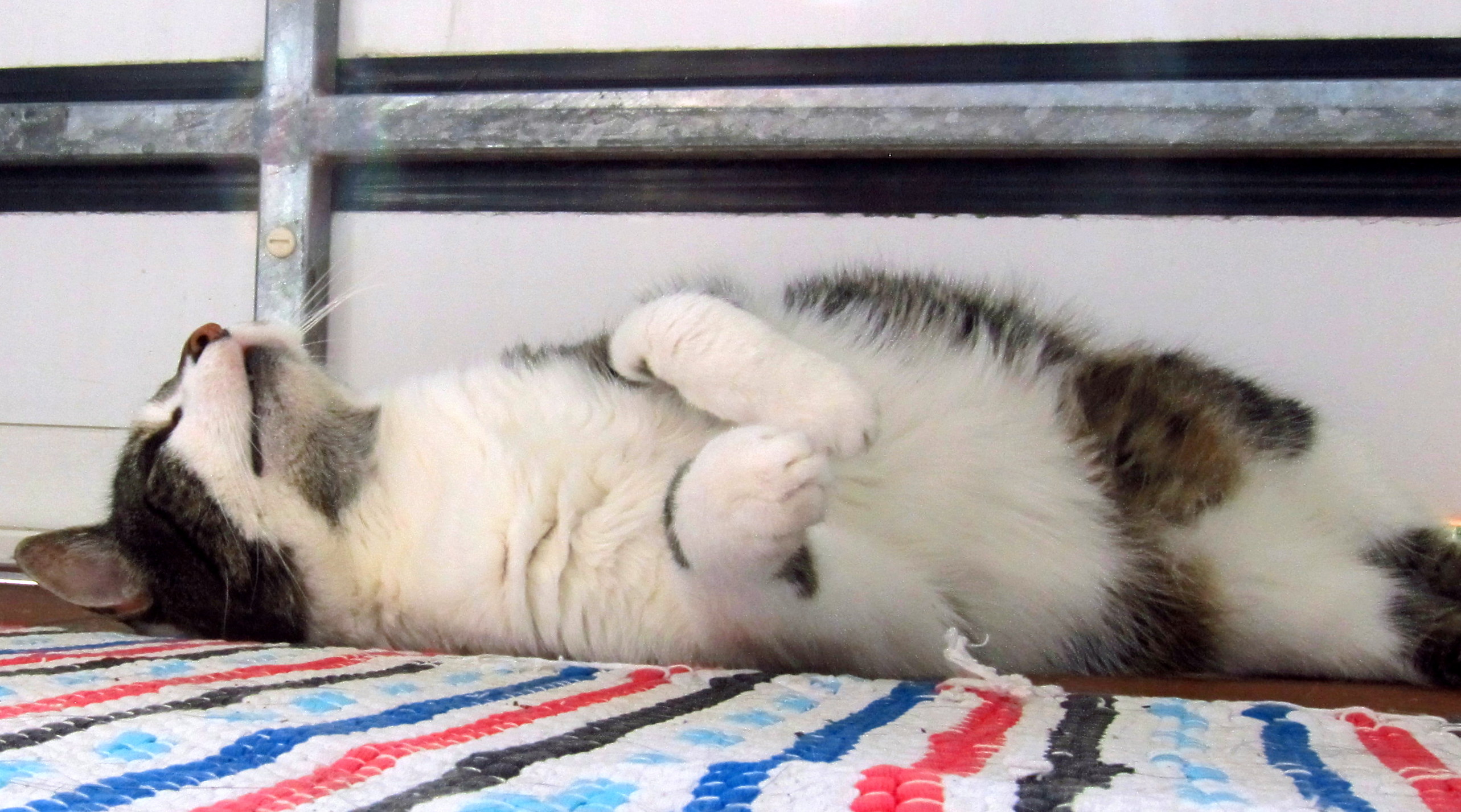 The cat days of summer.