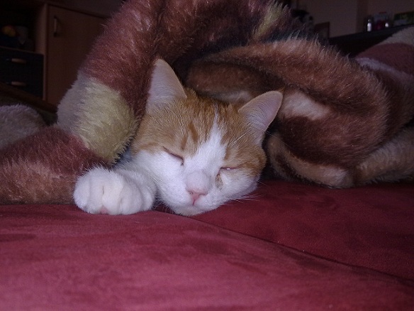 Tiger schläft gern unter ner Decke egal welche Art.