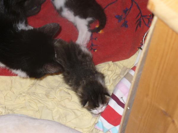 Tigerchen versucht schon wieder, abzuhauen...