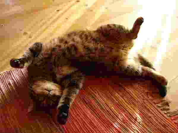 Tigerle fordert Streicheleinheiten