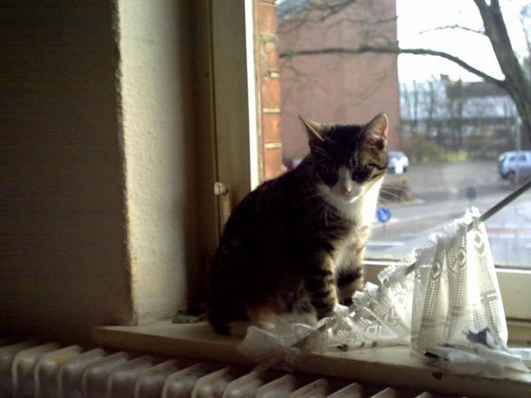 Tigger
Schmuse Katerchen