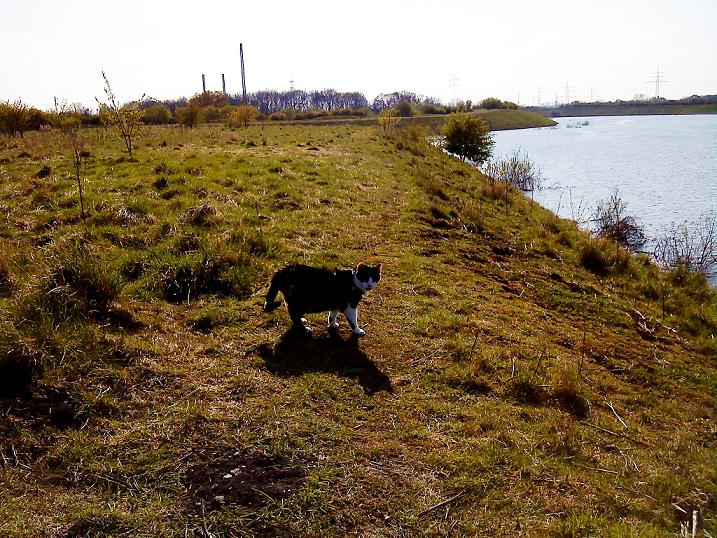Tiggi beim Spaziergang an der Lippeaue