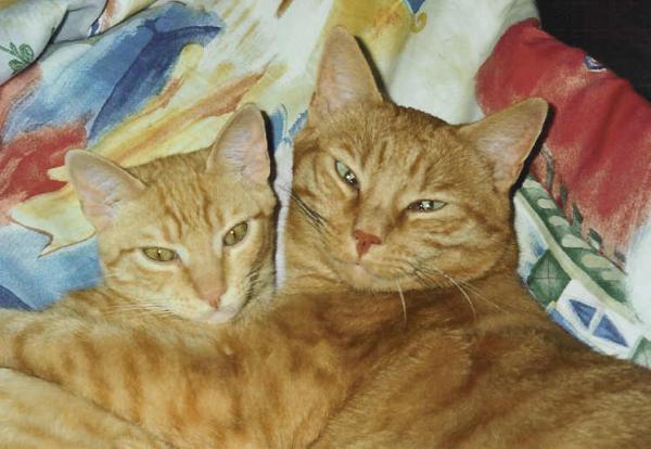 Titus (rechts) und Laszlo (links). Der Kleine ist mein!