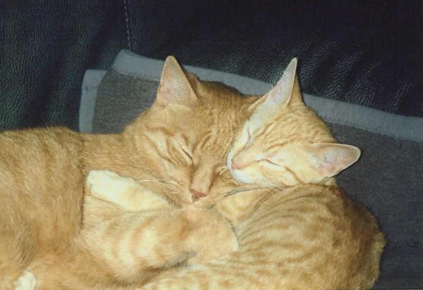 Titus und Laszlo. Der Kleine hat dem Großen nach Fibrosarkom-OP das Leben gerettet. Liebe hilft.