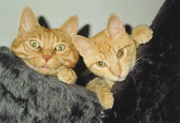 Titus und Laszlo. Ein bisschen wie Kilroy, oder?