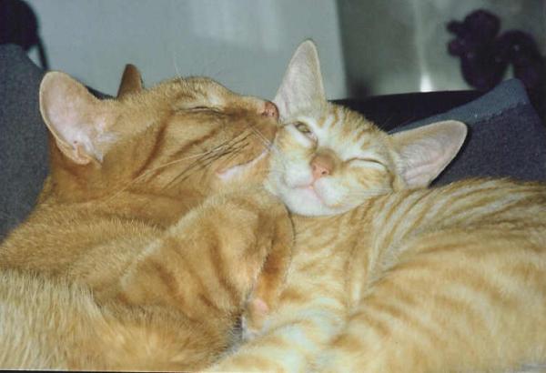 Titus und Laszlo. Wahre Liebe unter Katern.