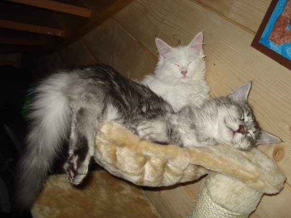 Tja, der Lieblings-Platz wird langsam etwas eng für zwei...