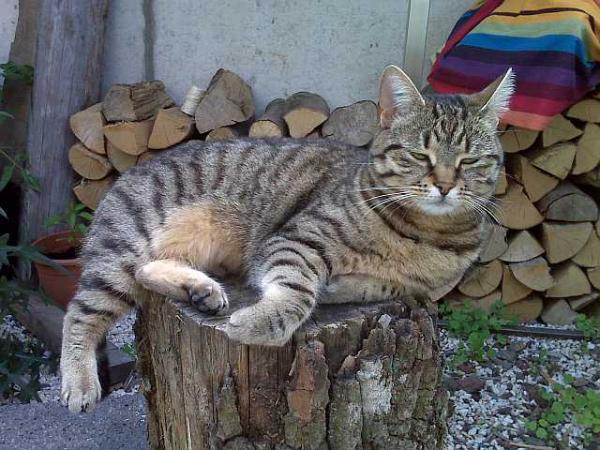 Toller Aussichts-und Ruhepunkt im Garten