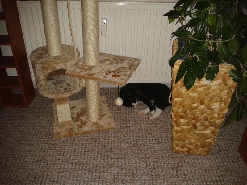 Toller neuer kratzbaum :D