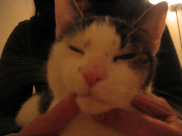 Tom: Ausbruch Katzenherpes, haben wir aber zum Glück in den Griff bekommen!