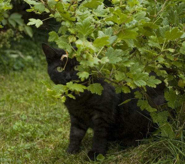 Tom im Stachelbeerstrauch