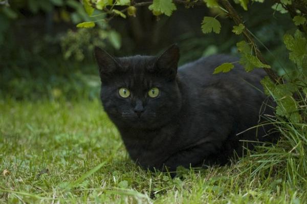 Tom - mein schöner Kater