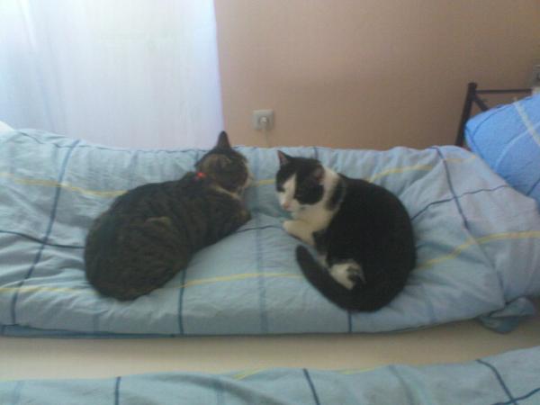 Tom rechts, Buddy links (vermisst)