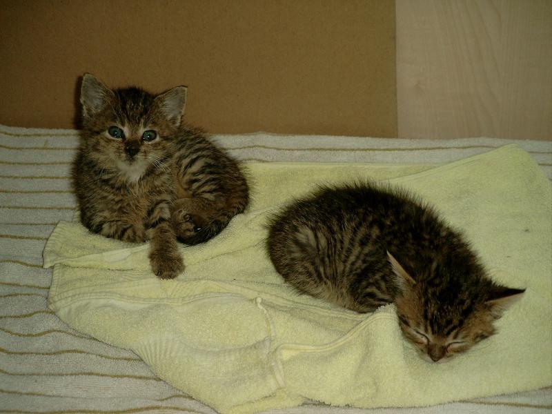 Tom und Jerry, die mit ca. 2 Wochen im kalten Herbst in einer Mülltonne gefunden worden sind.