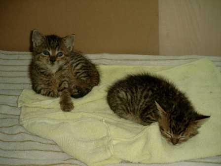 Tom und Jerry ganz klein. Meine zwei ausgesetzten Müllkinder, die man im Alter von ca. 2-3 Wochen gerettet hat.