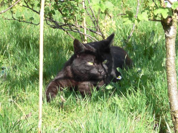 Tom - unser schöner Kater
ein Draufgänger, Kampfschmuser und Clown