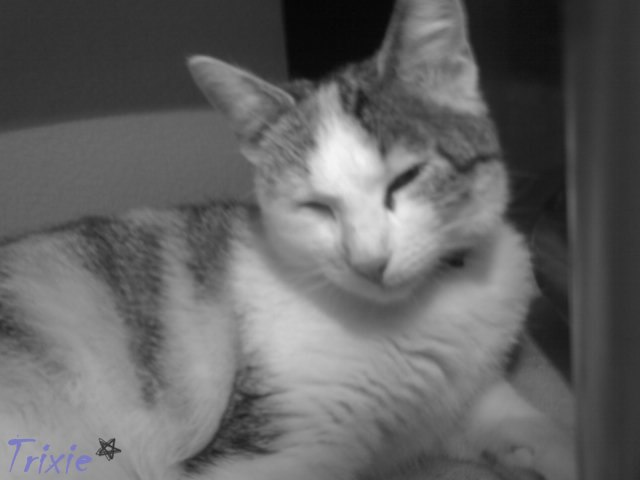 Trixie 2008 - 2009 R.I.P  mein kleines mäußchen <3