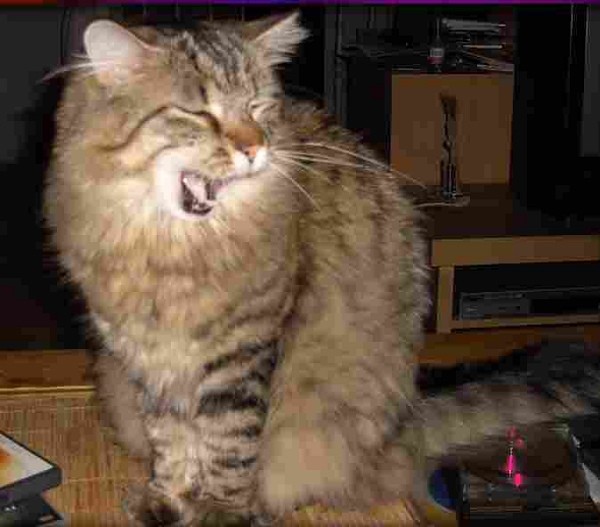 Trollolollollo lolööö