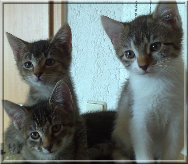 u.l.: Lucy
o.l.: Zoe
r.: Sally

nochmal ca. 10 Wochen alt