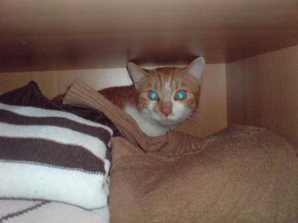 Überall treibt Furgy sein Unwesen