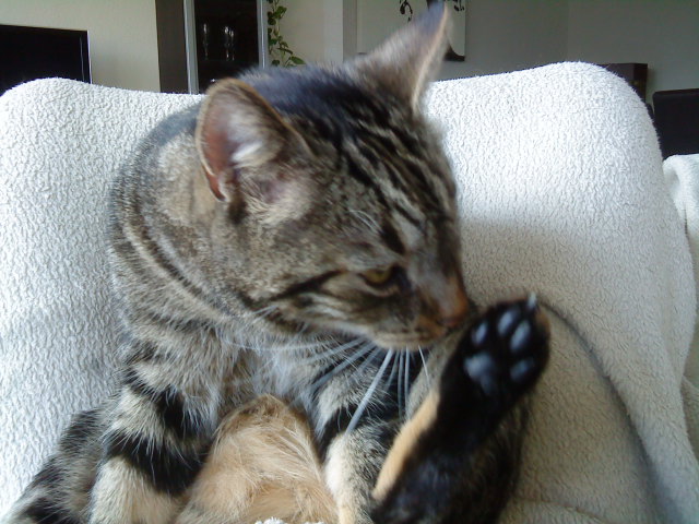 Uiuiui- ich sollte mir mal wieder die Füsse waschen! Hoffentlich hat noch keiner gemerkt, das ich Stinkepfoten habe...