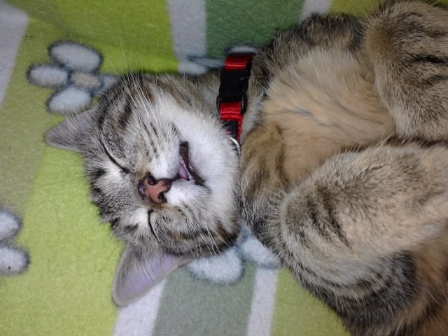 ... umzug macht müde