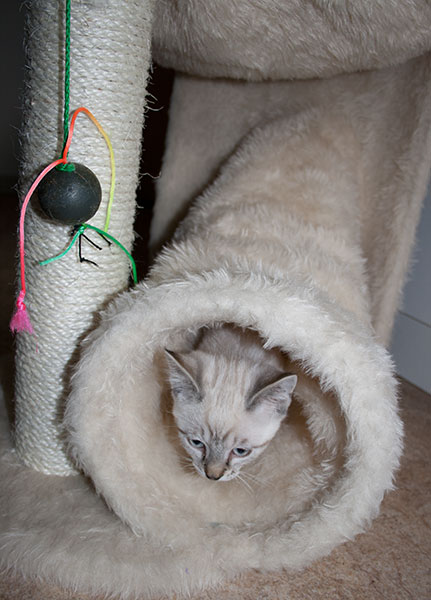 ...und das ist mein Schlafplatz. Wenn der Tunnel nicht  rascheln würde, wäre es echt langweilig.