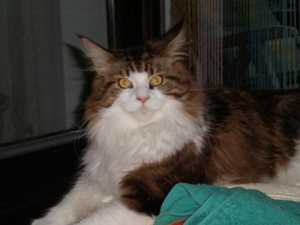 und hier unsere Prinzessin, die Luna
Luna ist ein wahrer Sonnenschein, die nur Faxen im Kopf hat und Gizmo immer wieder aufbaut, wenn es ihm mal wieder so schlecht geht.