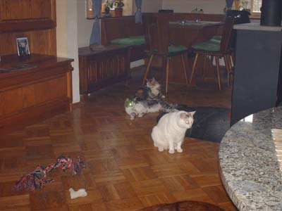 Und noch mal alle drei Süßen.