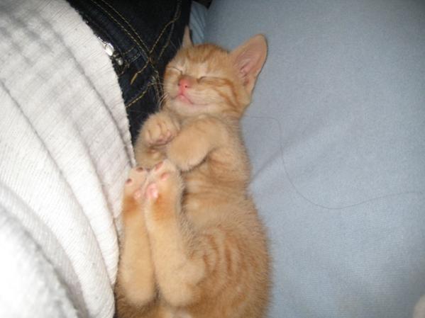 ...und schon wieder beim schlafen